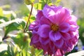 Close up beautiful pink flower on nature background in garden,Focus Single flower,Delicate beauty of close-up pink flower