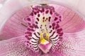 Close up beautiful pink flower, orchid flower, isolated on white background, with clipping path Royalty Free Stock Photo