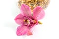 Close up beautiful pink flower, orchid flower, isolated on white background, with clipping path Royalty Free Stock Photo