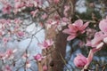 Stunning pink flowers of the Magnolia Campbellii tree, photographed in the RHS Wisley garden, Surrey UK.