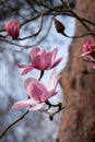 Stunning pink flowers of the Magnolia Campbellii tree, photographed in the RHS Wisley garden, Surrey UK.