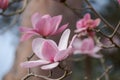 Stunning pink flowers of the Magnolia Campbellii tree, photographed in the RHS Wisley garden, Surrey UK.