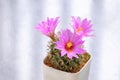 Close up of beautiful Pink Flowers of Mammillaria Schumannii Cactus are blooming in flower pot on white table top Royalty Free Stock Photo