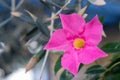 A close-up of the beautiful pink flowers of Mandevilla, or Dipladenia sanderi, a blooming flower.