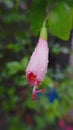 Pink hibiscus flower bud with water drops Royalty Free Stock Photo