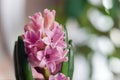 Close up beautiful pink Hyacinthus flower, background