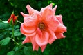 Beautiful hybrid rose close up