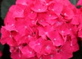 Close up of the beautiful pink hydrangea flowers at full bloom Royalty Free Stock Photo