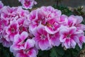 Close up of beautiful pink Impatiens flower in small garden