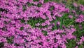 Close up of beautiful pink impatients flowers growing in park or garden.