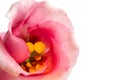 Close up beautiful pink lisianthus flower Royalty Free Stock Photo