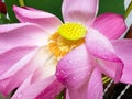 Close-up of beautiful pink lotus blooming with water drops in the morning Royalty Free Stock Photo