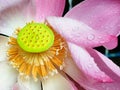 Close-up of beautiful pink lotus blooming with water drops in the morning Royalty Free Stock Photo
