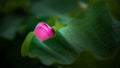 Close up of a blooming beautiful pink lotus bud Royalty Free Stock Photo