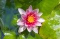 Close-up of beautiful pink lotus waterlily flower growing in pond