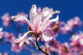 Close-up of beautiful pink magnolia flowers on a bright blue sky background. Blossoming of magnolia tree on a sunny spring day Royalty Free Stock Photo