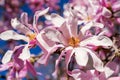 Close-up of beautiful pink magnolia flowers on a bright blue sky background. Blossoming of magnolia tree on a sunny spring day Royalty Free Stock Photo