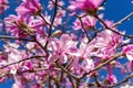 Close-up of beautiful pink magnolia flowers on a bright blue sky background. Blossoming of magnolia tree on a sunny spring day. Royalty Free Stock Photo