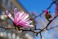 Close-up of beautiful pink magnolia flowers on a bright blue sky background. Blossoming of magnolia tree on a sunny spring day. Royalty Free Stock Photo