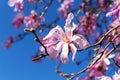 Close-up of beautiful pink magnolia flowers on a bright blue sky background. Blossoming of magnolia tree on a sunny spring day. Royalty Free Stock Photo