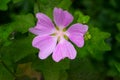 A close up of a beautiful pink musk mallow blooming in the garden on a wonderful summer day Royalty Free Stock Photo