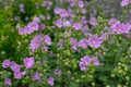 A close up of a beautiful pink musk mallow blooming in the garden on a wonderful summer day Royalty Free Stock Photo