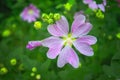 A close up of a beautiful pink musk mallow blooming in the garden on a wonderful summer day. Royalty Free Stock Photo