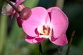 Close up of beautiful pink Orchid flower in sunshine. Royalty Free Stock Photo