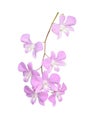 close up of beautiful pink orchid isolated on white background, clipping path included. Royalty Free Stock Photo