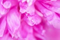 Close up of beautiful pink peony flower. Natural background.