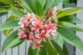 Close up of beautiful pink plumeria flowers on branch, Beautiful Nature Background : Plumeria, Franipani, Pagoda tree or Temple Royalty Free Stock Photo