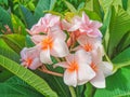 Close up of beautiful pink plumeria flowers on branch, Beautiful Nature Background : Plumeria, Franipani, Pagoda tree or Temple Royalty Free Stock Photo