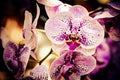 Close up of a beautiful pink and purple flower in Vietnam