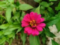 Close up beautiful pink or purple of zinnia flower blooming in the garden. Single Fresh flower with natural green leaves Royalty Free Stock Photo