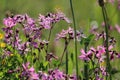 Lychnis flos-cuculi, Ragged robin flowers