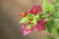 Close up on beautiful pink red bougainvillea flowers with Blurry and natural background with copy space. pink red bougainvillea Royalty Free Stock Photo