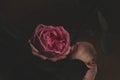 Beautiful pink rose on a dark background, vintage toned. Royalty Free Stock Photo