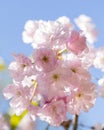 Close up of beautiful pink sakura flowers. Soft focus Cherry Blossom or Sakura flower on blue sky background. Royalty Free Stock Photo