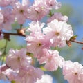 Close up of beautiful pink sakura flowers. Soft focus Cherry Blossom or Sakura flower on blue sky background. Royalty Free Stock Photo