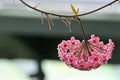 Close-up of beautiful pink silver star shaped flowers of Hoya pubicalyx, a succulent tropical vine