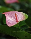 Close up of beautiful pink spadix flower Royalty Free Stock Photo