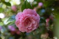 Close up of a beautiful pink speckled Camelia flower blossom on a tree Royalty Free Stock Photo