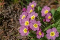 Close-up of beautiful pink spring Common Primrose Primula acaulis or primula vulgaris flowers