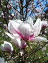 Close up of beautiful pink spring magnolia flower on branch with magnolia tree background Royalty Free Stock Photo