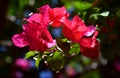 Close-up of a beautiful pink tropical flower, Bougainvillea in bloom