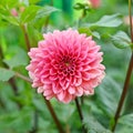 Beautiful Tubular Dahlia in Full Bloom