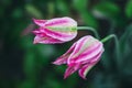 Close-up of beautiful pink tulips with water drops with blurred green background, spring wallpaper, tulips field, springtime Royalty Free Stock Photo