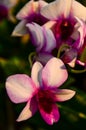 close up beautiful pink vanda orchid flowers Royalty Free Stock Photo