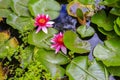 Close up of beautiful pink Water lilies on pond, KeriKeri, New Zealand. Royalty Free Stock Photo