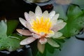 Close-up of beautiful pink water lily or lotus flower Marliacea Rosea in the pond. Natural beauty of water lily after rain Royalty Free Stock Photo